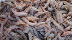 Вылов креветок в Азовском море достиг исторического максимума