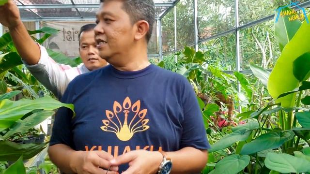 GAK NYANGKA,,CUMA DI SINI TANAMAN HIAS SULTAN HARGANYA MERAKYAT