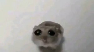 мем грустный хомяк