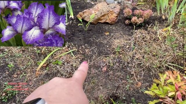 Огляд ділянки та що на ній росте #садовірослини #садовіквіти #ехінацея