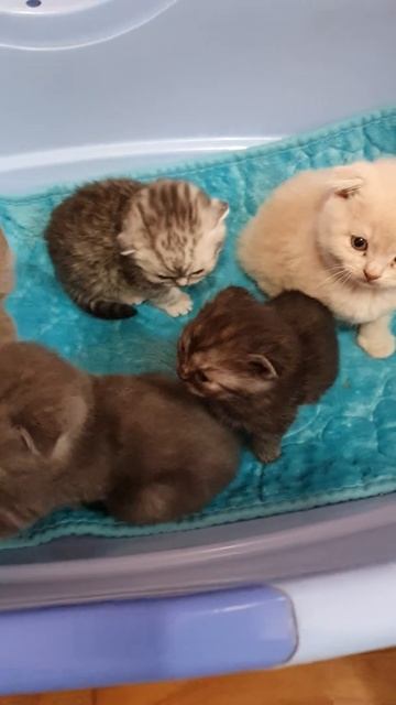 Котята шотландские 3 месячные милашки смотреть онлайн