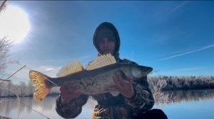 Попал на утренний жор судака