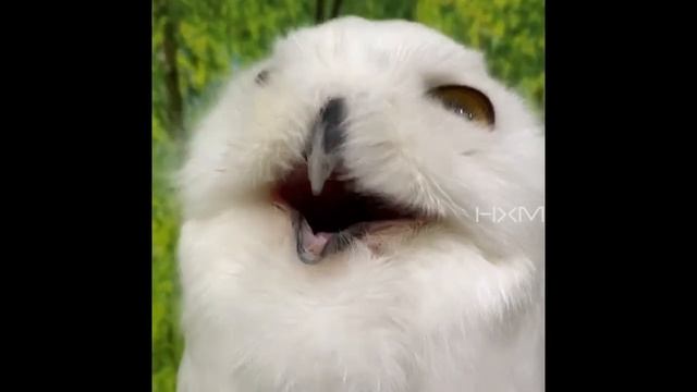 Simple-minded Funny Cute Snowy owl Plays with fingers シロフクロウ 雪鸮