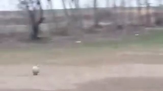 Лагир смотреть онлайн