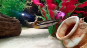 Мои аквариумы