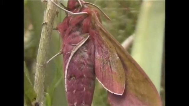 Elephant Hawk Moth Deilephila elpenor смотреть онлайн