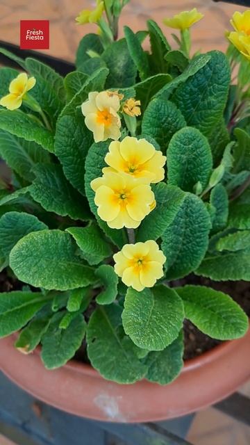 Yellow Primrose shorts gardening plants flowers yellowflowers 2024