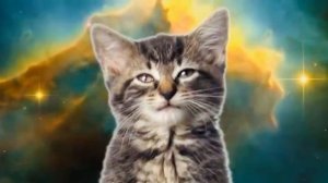 Space cats - Magic Fly | Котята поют в космосе | Kitten