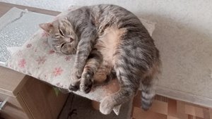 деревенский отдых, жизнь в деревне