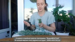 Полынь,  ее свойства и создание скруток