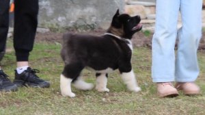 Алиенс Бьюти Колиста