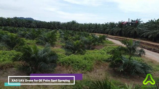 XAG UAV Drone for Oil Palm Spot Spraying
