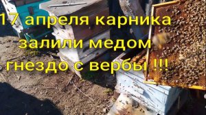 карника залила гнездо медом с вербы !!