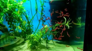 Речной окунь в аквариуме.