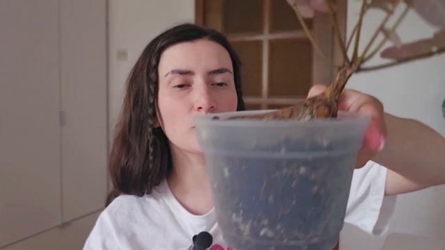 Мои каудексные растения и уход за ними. смотреть онлайн