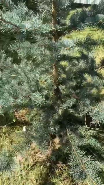 Голубая ель под небом голубым стоит растёт смотреть онлайн