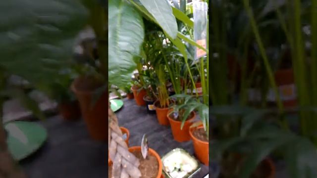 Обзор растений в ОБИ. Первый завоз 2020 смотреть онлайн