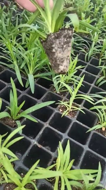 Черенки в Геленджике смотреть онлайн