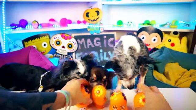 ХЭЛЛОУИН АНТИСТРЕСС И ТЫКВА ДЛЯ ВОЛШЕБНЫХ ПИТОМЦЕВ смотреть онлайн