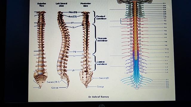 Lecture 2 - Spinal Cord (Part 1) - (CNS)