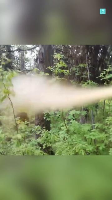 How Bear Spray Works смотреть онлайн