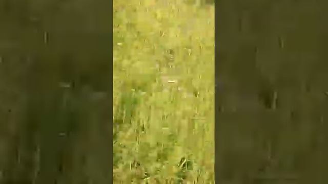 АХ ПУК+ИЛЬИНКА. смотреть онлайн