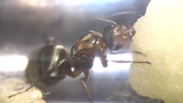 formica gnava смотреть онлайн