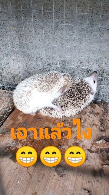 การผสมพันธุ์เม่นแคระง่ายมาก☺️☺️ смотреть онлайн