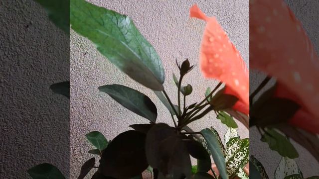 Hibiscus flowers 🌺🌺 смотреть онлайн