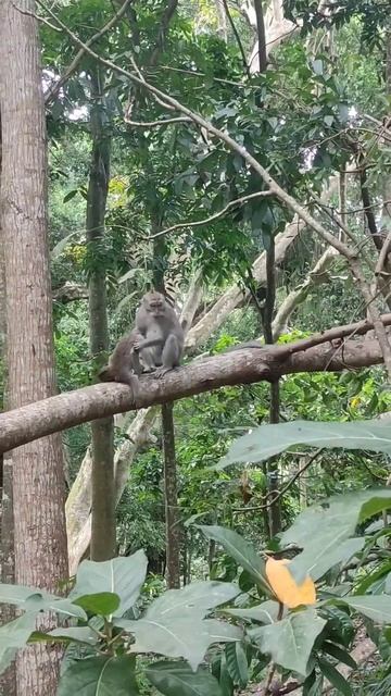 1000 обезьян в лесу #путешествия #туризм #бали #сказочноебали смотреть онлайн