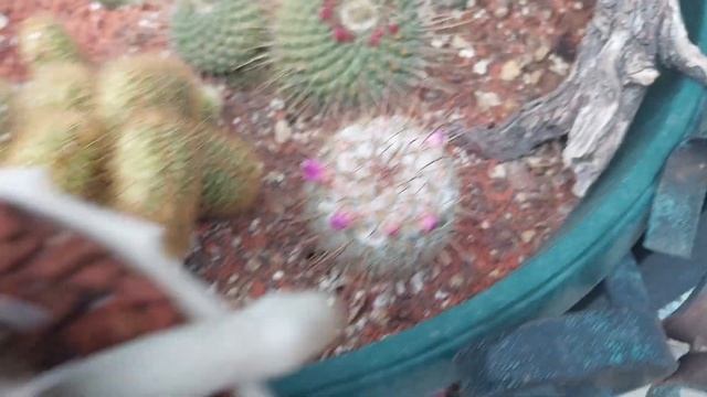 Kaktüs Tomurcukları смотреть онлайн