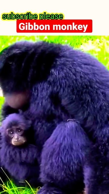 gibbon monkey #gibbon|#cutemonkey||#funnymonkey|#shortvideo|#youtubeshortvideo|#youtubeviral смотреть онлайн