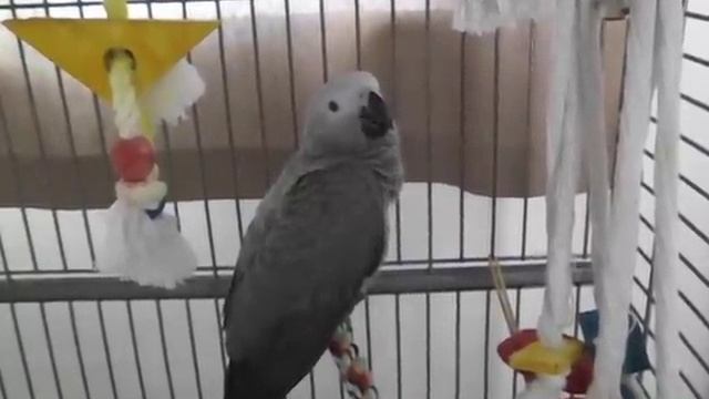 ПАПУГАЙ ЖАКО ГОША смотреть онлайн