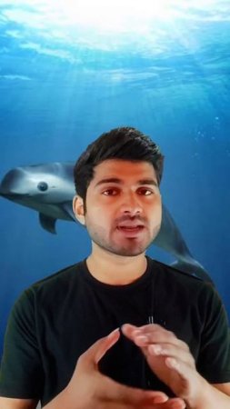 Vaquita | rarest animal in the world |#shorts