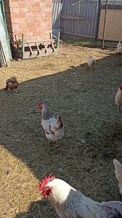 Знатный перекус