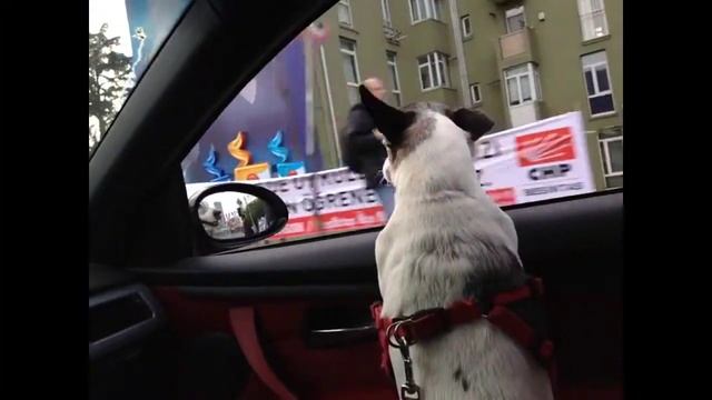 Cukulat 401- Just Show me Who? Sana yan bakan kim, goster bana - jack russell смотреть онлайн