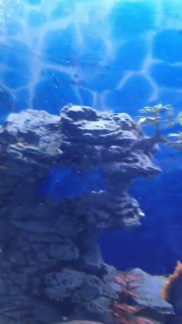 Наши рыбы смотреть онлайн