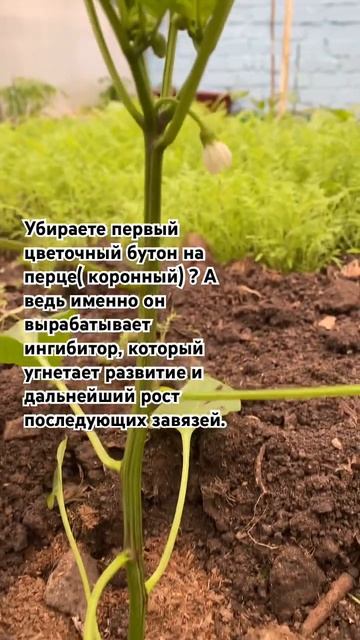 #огород #огородники #садогороддача #огородныедела #сад #болгарскийперец #сажаемвместе