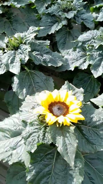 Подсолнух в теплице  с закрытой корневой/Sunflower in a greenhouse with a closed root/#shorts смотреть онлайн