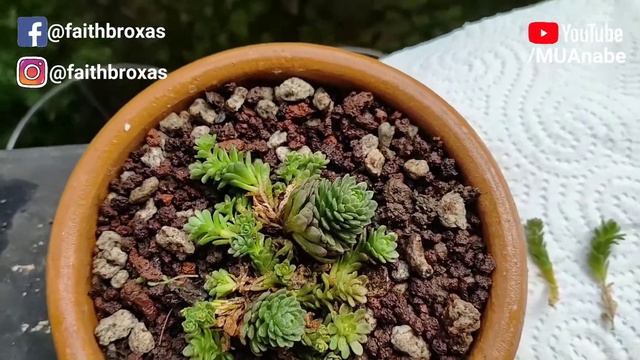 🌵 PART 1 Rare Sedum Atomy Propagation - Plant Mama Experiment [HD] смотреть онлайн