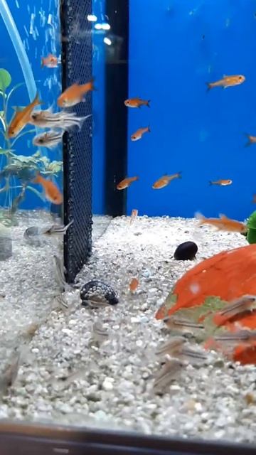 CHECK THIS FISHES🐟‼️ LETS HAVE A BREAK, DONT SWIM😅‼️ #short смотреть онлайн