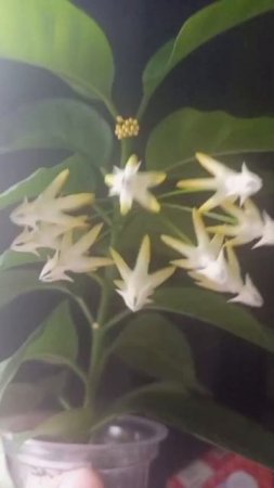 Хойя мультифлора цветёт