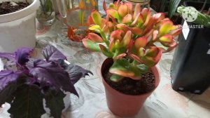 На монстериум за экзотикой