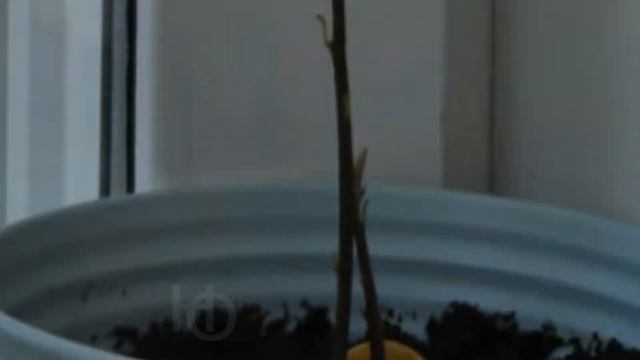 TIME LAPSE - Avokado смотреть онлайн