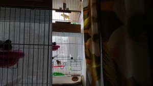 Пение канареек и амадины