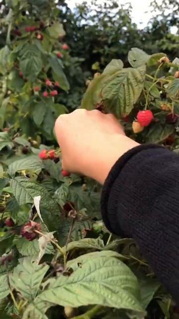 Picking red raspberry fruit at the farm USA shorts