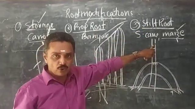 Morphology  class 2--27122020