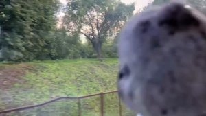 Басики на поезде возвращаются домой из Минска в Витебск