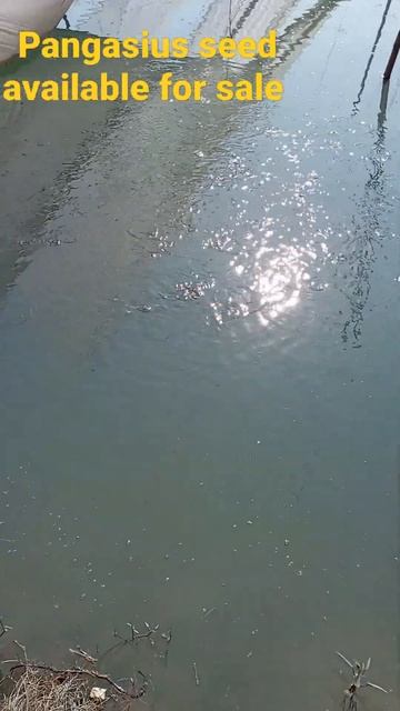 Feeding Time Of Pangasius like , share and subscribe my chanel смотреть онлайн