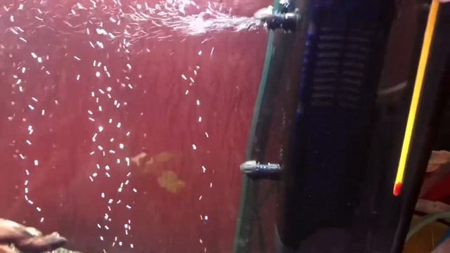 Внутренний фильтр Fluval U3 часть 2 смотреть онлайн